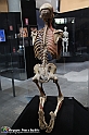 VBS_3102 - Mostra Body Worlds